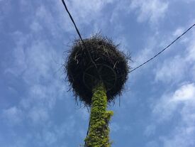 Pylône avec un nid de cigognes