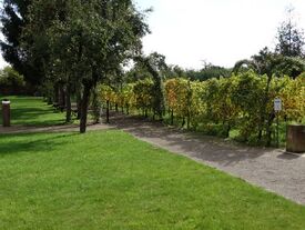 Jardin du cloître, arbres, roseraie et vignes