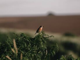 Rouge-gorge sur une tige dans un champ